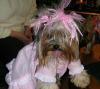 Let's see your tongue pictures!-roxie-toung.jpg