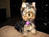 Post Photos of Floppy Eared Yorkies-taped-ears.jpg
