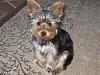 Post Photos of Floppy Eared Yorkies-ears-up.jpg