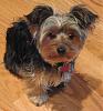Post Photos of Floppy Eared Yorkies-1-year-best.jpg