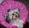 HAPPY 4th BIRTHDAY BELLA!-bellainpink.jpg