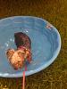 Post Photos of Floppy Eared Yorkies-amber-poolside.jpg