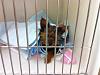 Lily got spayed-img953201.jpg