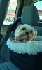 Sophie hijacked the car seat-sophie-car-seat.jpg