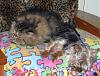 Bella loves her cat brothers-littlebit-bella-nap-848-x-647-.jpg