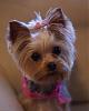 Molly's New Haircut-dsc07562.jpg