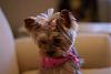 Molly's New Haircut-dsc07563.jpg
