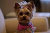 Molly's New Haircut-dsc07564.jpg