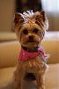 Molly's New Haircut-dsc07565.jpg