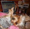 my yorkies wanting to say hi to all-dscn1180.jpg