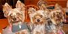 my yorkies wanting to say hi to all-dscn1158.jpg