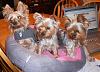 my yorkies wanting to say hi to all-dscn1159.jpg