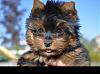 This is our first Yorkie, here's Koda!-8060251.jpg