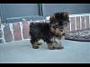 This is our first Yorkie, here's Koda!-8061556.jpg