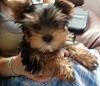 My new Furbaby Gizmo-photo1021.jpg