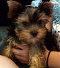 My new Furbaby Gizmo-photo1038.jpg