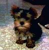 My new Furbaby Gizmo-photo1047.jpg