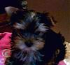 My new Furbaby Gizmo-photo1058.jpg