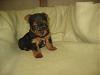 My soon to be yorkie!-yorkie.jpg