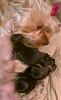 Meet Bronxie and Brooklyn's new puppies-bronxie-her-puppies.jpg