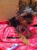 my little man... with his pink blanket :) lol-romeoblanket2.jpg