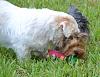 Remy playing with her "toy" out side-rbt1.jpg