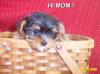 WOW! New pics of my baby!-coco-8-wks-2.jpg