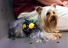 Halle's Terrific Trio.......All Grown Up!-6-22-vinnie-joba-14months-resized.jpg
