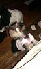 Zoey is 14 Weeks Today-zoey10.jpg