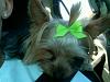 Marley & Me :) New to the Site!-marley.-green-bow.-.jpg