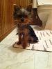 romeo loves the bathroom :)-romeobathroom2.jpg