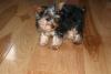 Let's see your tongue pictures!-minitonuge1-small-.jpg