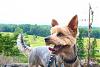 Jackson is the king of Little Round Top in Gettysburg-img_2479.jpg