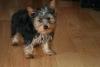 Let's see your tongue pictures!-minitonuge3-small-.jpg