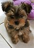 Introducing Nano the odd-ball "yorkie"-puppy_4months.jpg