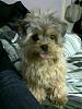 Introducing Nano the odd-ball "yorkie"-199697_770584845846_121505234_43580899_8003091_n.jpg