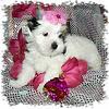 Nilla wasn't feeling taking her pictures, but her breeder sent me some new ones!-nilla-2-07-03-11-018.jpg
