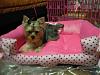 Coco's new bed!-dscn8879.jpg