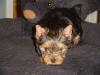 PUPPIES 7 weeks old!-babies6-001.jpg