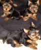 PUPPIES 7 weeks old!-babies6-004.jpg