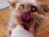 Let's see your tongue pictures!-gizmo01-03t.jpg