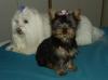 New to YT & with my first Yorkie-01-19-06-skiddles-ginger.jpg