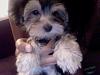 New Morkie Mom :)-photo-2011-07-15-21.44-2.jpg