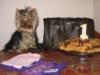 Cookie's 1st Birthday!-my-presents.jpg