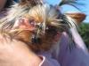 Yorkie Meetup Video and Pics!-bellas-glasses.jpg