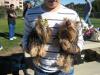 Yorkie Meetup Video and Pics!-ricky-ava.jpg