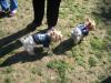 Yorkie Meetup Video and Pics!-grizzly-abbey.jpg