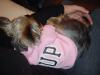Post Your Cute Sleeping Pictures Here !-dsc07221-resized.jpg