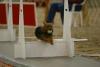Flyball-c00c1864.jpg