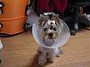 who says you can't be stylish with a cone?-dscn9082.jpg